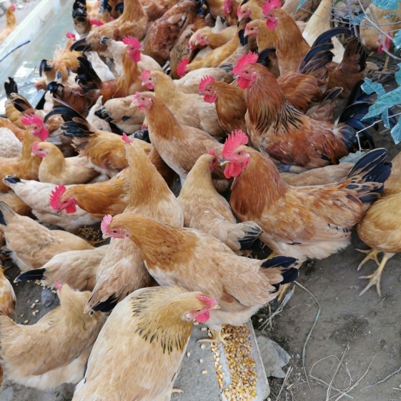 三黄鸡待产土鸡活鸡母鸡山林跑地鸡农场直供防疫齐全蛋待产母鸡 2只