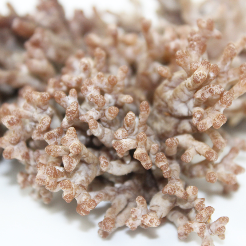 媚调 新鲜龙爪菇 500g 高端食材 特色菜食用菌菇 猫爪菇 3斤【图片