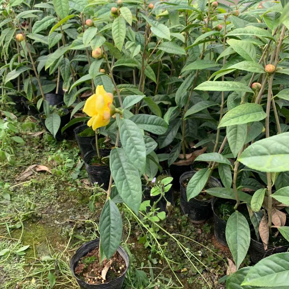 金花茶树苗盆栽植苗名贵茶花品种 茶树苗 金花茶盆栽z1 三年苗 不含盆