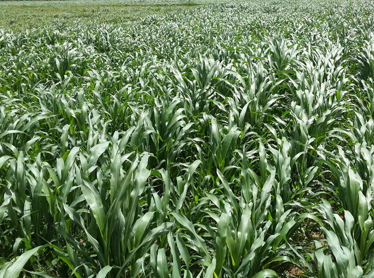 赤卉杂交高丹王草种籽苏丹草种子四季高产牧草种子喂猪牛羊鱼兔草籽