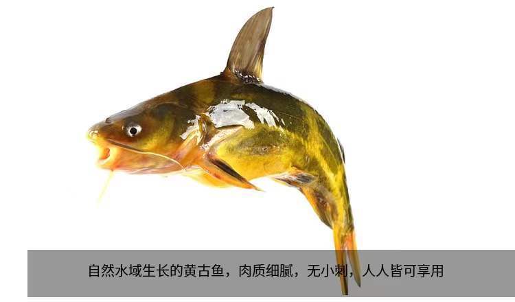 水库黄骨鱼昂刺鱼昂针鱼黄辣丁鱼活鱼嘎牙子鱼黄颡鱼现杀鲜活中号815