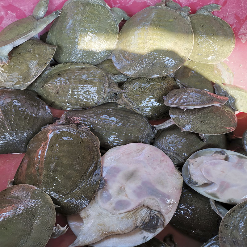 正宗外塘甲鱼苗小甲鱼童子鳖冷水养殖放生鳖2-4两团鱼耐活