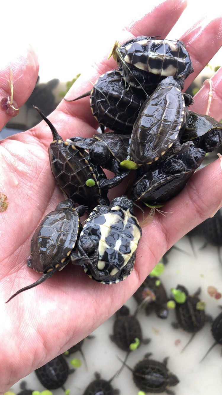 kjhgf中华草龟苗湖北大头草小乌龟小草龟金线草龟观赏宠物龟龟活体 6