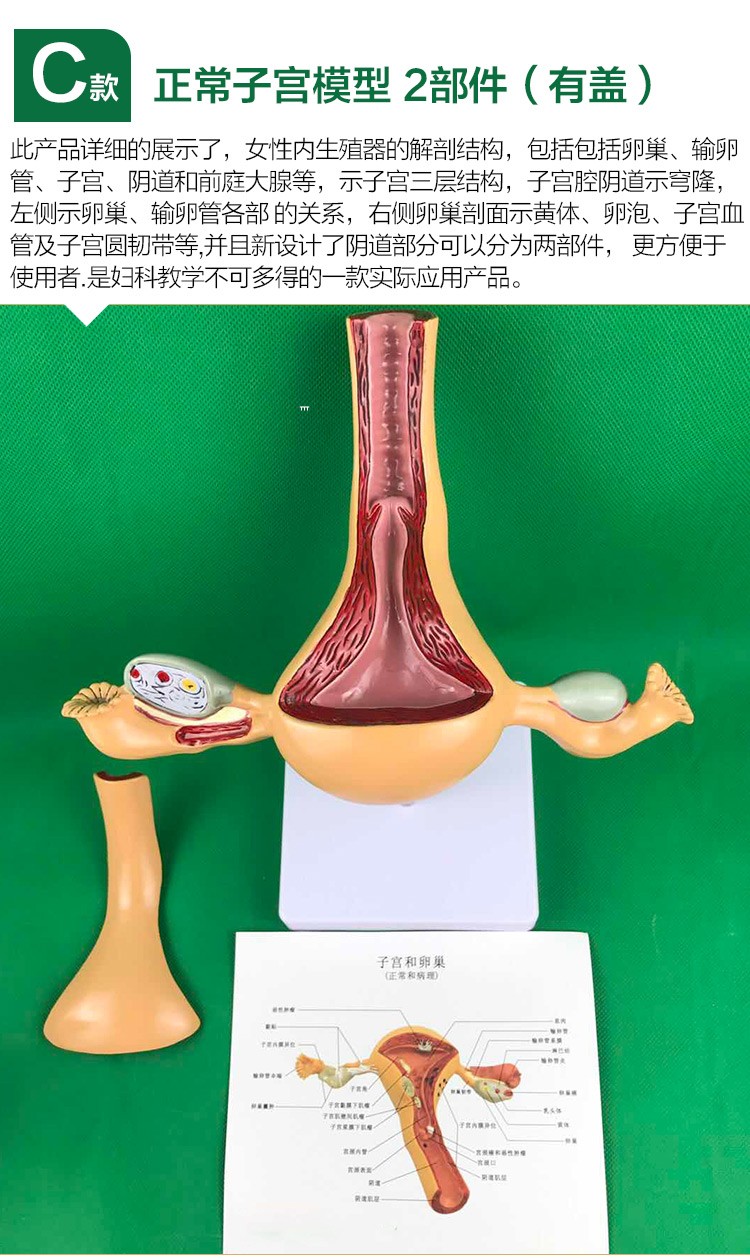 人体子宫模型教具模具卵巢解剖病理医学女性仿真女性生殖模器d卵巢yn