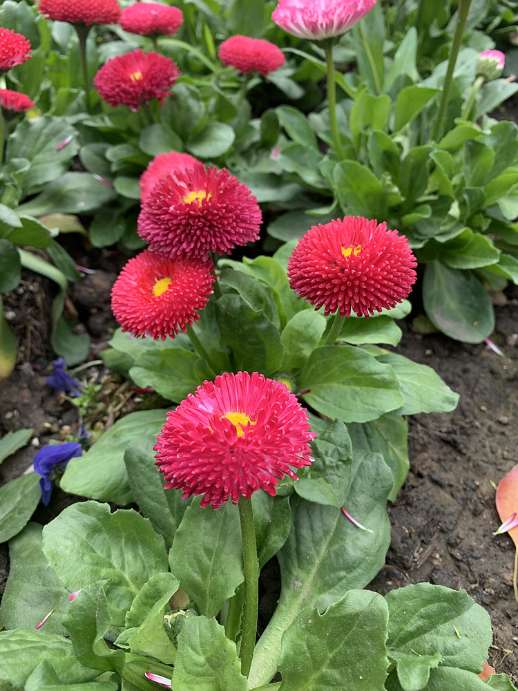 八月菊菊花多年生庭院陽臺地栽盆栽四季播種花種子花籽苗 球狀翠菊