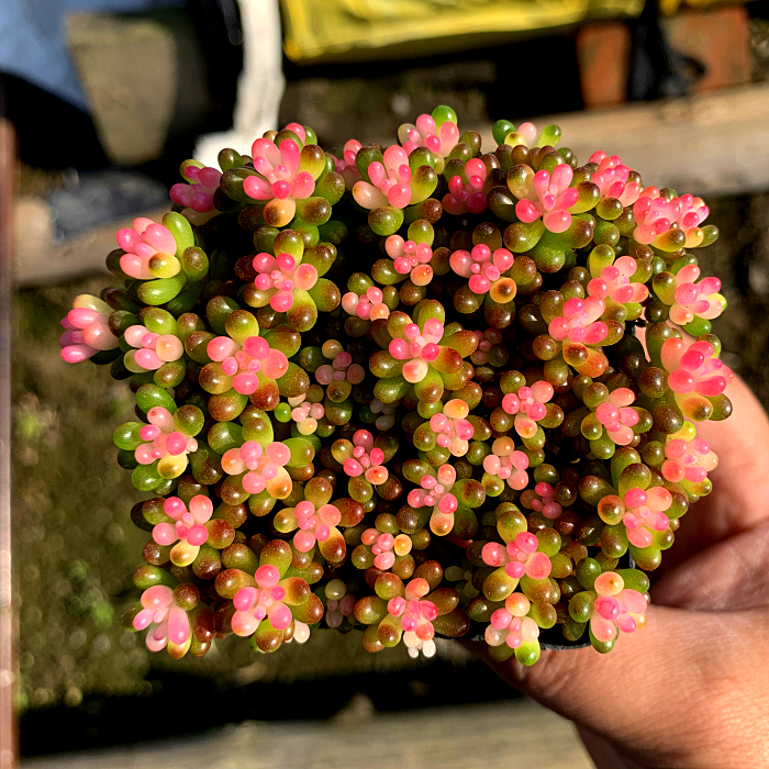 现货秒发粉色彩色浆果多肉花奇趣带盆栽好重扇锦一帆风顺七厘米糯
