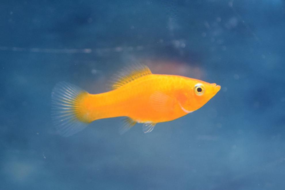 胎生鱼活体皮球玛丽鱼狂魔鱼银黑玛丽鱼活体好养小型热带鱼下崽胎生鱼