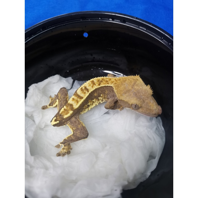 【店铺推荐】包活宠物属树栖睫角守宫活体盖勾亚守宫巨人爬宠 直播间