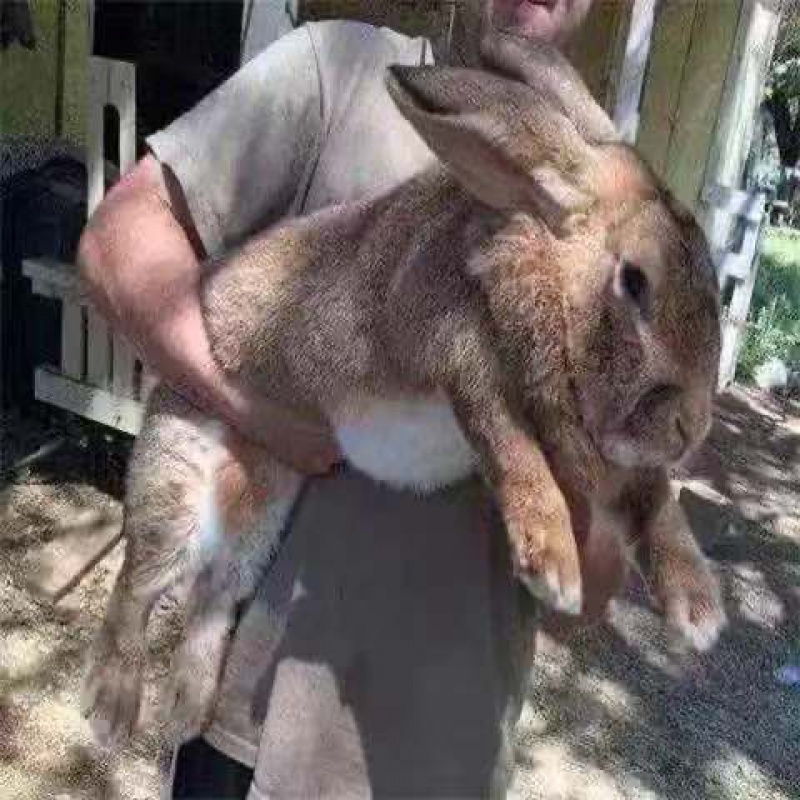 店铺推荐新品巨兔大型肉兔喜马拉雅巨兔活体家养兔子巨兔苗可长50斤可