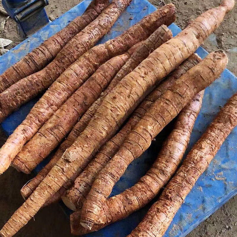 新鲜牛大力薯根金钟根牛古力根猪脚笠山莲藕倒吊滋补煲汤泡酒 中条