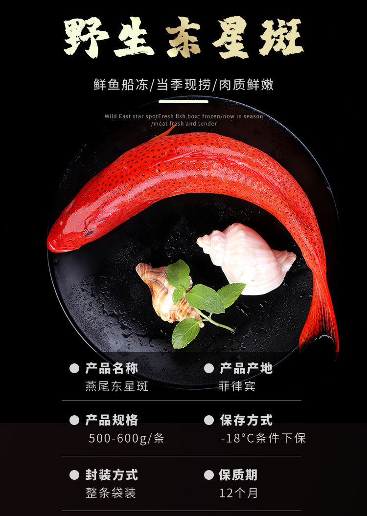 新鲜东星斑当天捕捞海鲜水产鲜活石斑鱼低温冷冻燕尾斑 1条装【图片