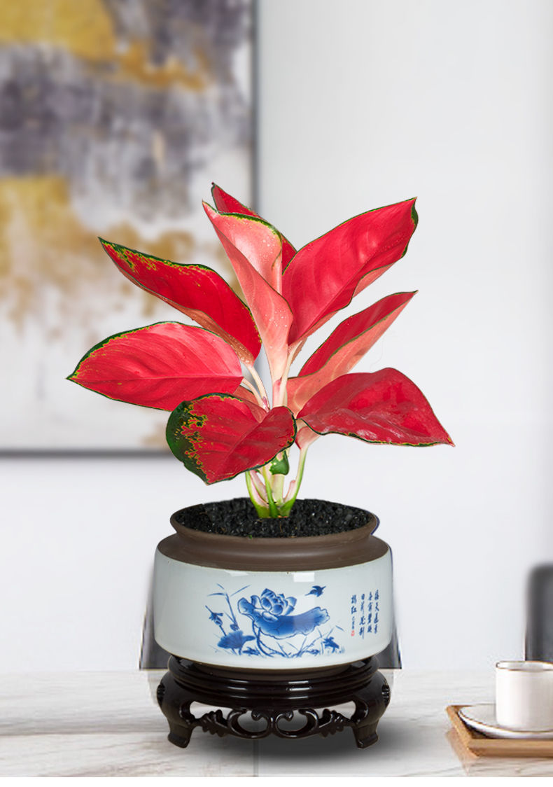 红色花盆配啥植物好看图片