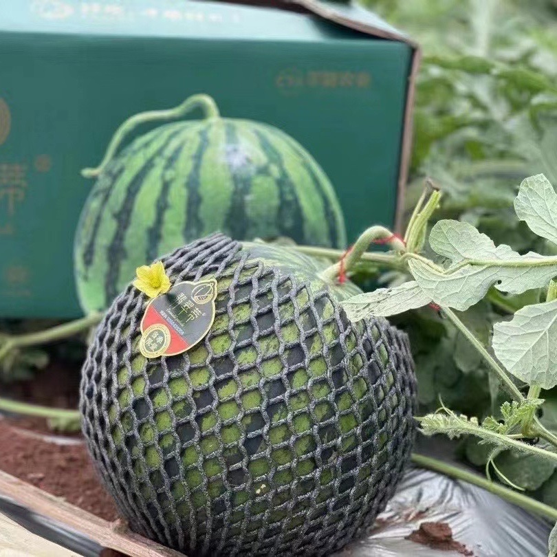 晨臻现货海南翡翠蒂西瓜麒麟红壤西瓜1个装新鲜水果冰淇淋西瓜【图片