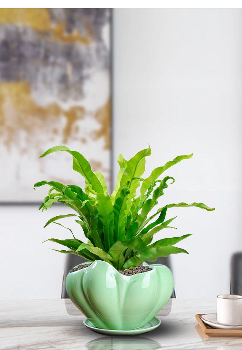 阔叶鸟巢蕨盆栽室内蕨类观叶绿植净化空气除甲醛四季常青好养植物 鸟