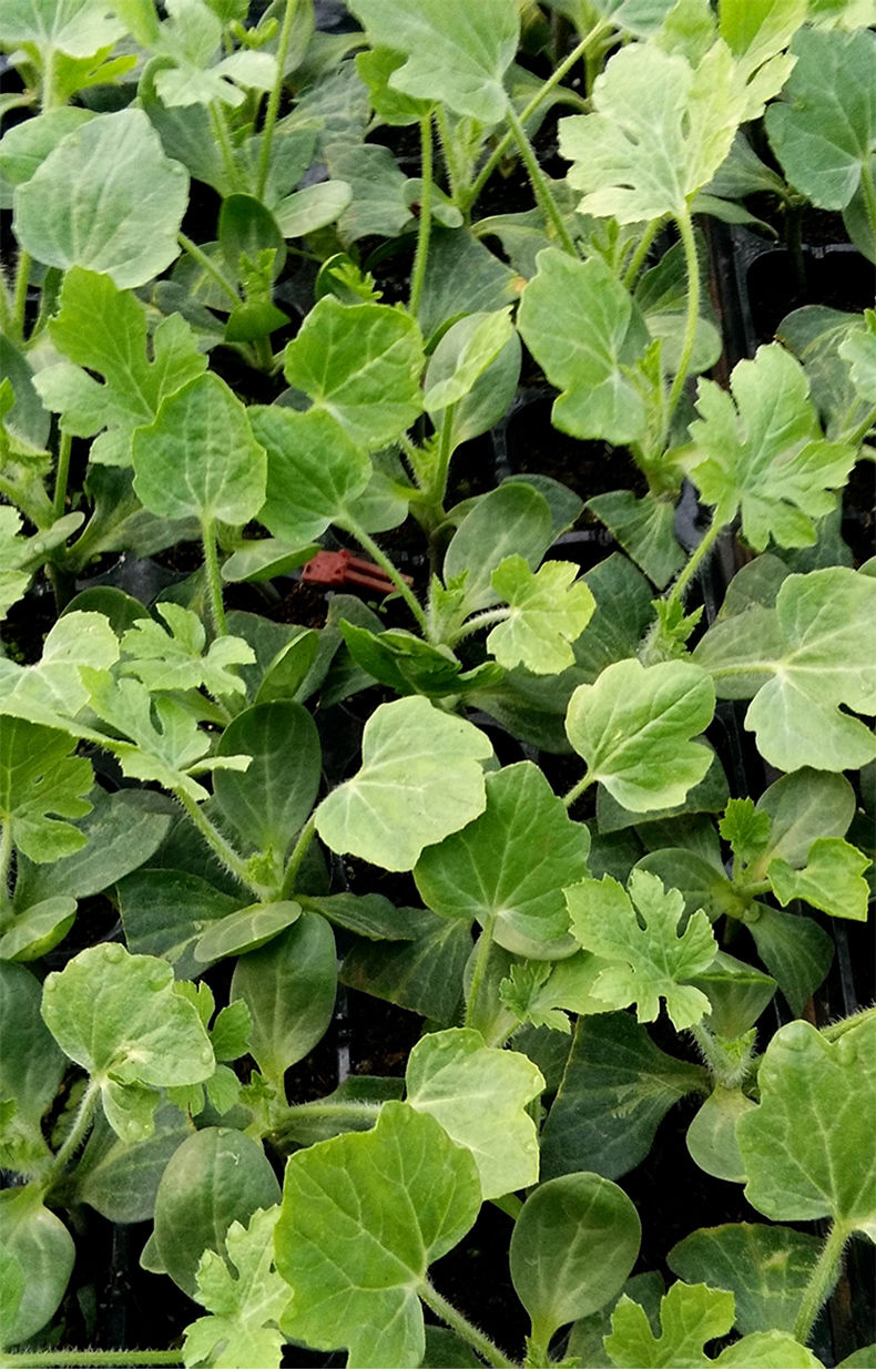 西瓜苗8424嫁接麒麟瓜阳台盆栽水果种植南方四季菜苗早春红玉苗秧无籽