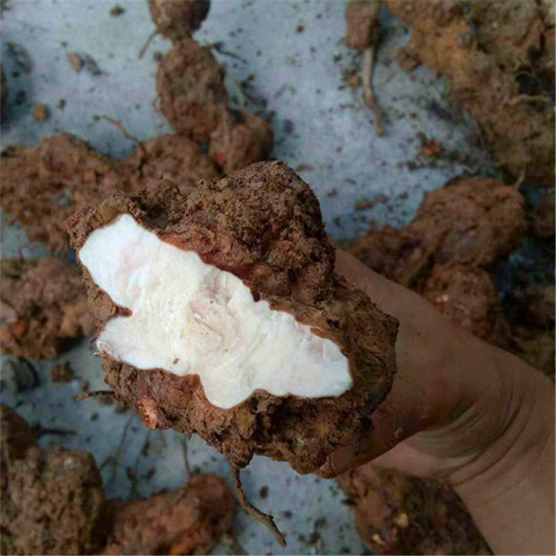 有仁堂新鲜土茯苓1斤新鲜现挖鲜土茯苓新鲜生土茯苓膏材料土茯苓霜2斤