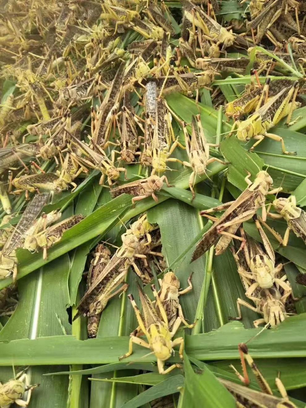 活體蝗蟲蚱蜢螞蚱包活畫眉鳥食營養提性壯膘活體發貨23釐米100只