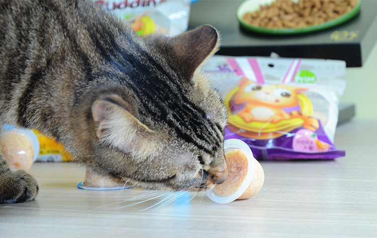 黑沙猫奖励猫布丁奖励猫零食猫果冻猫用湿粮组合美味布丁6袋48粒