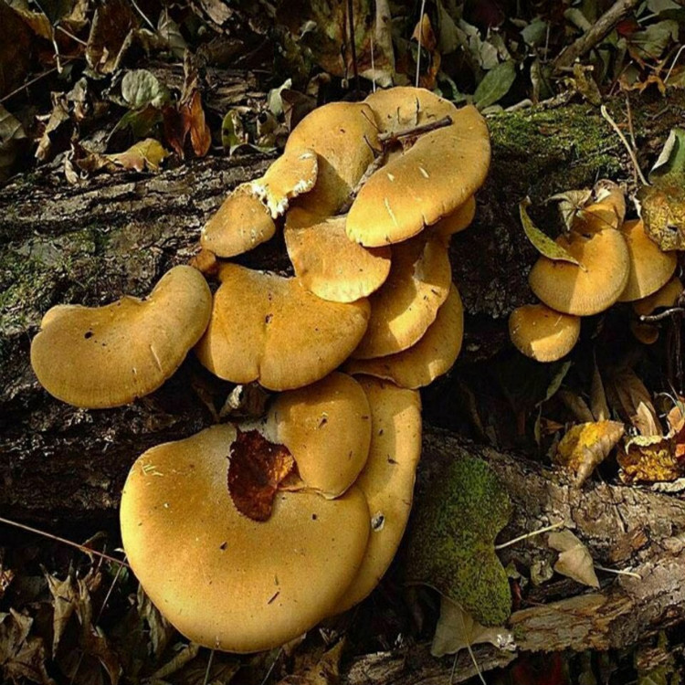 东北野生元蘑冻蘑冬蘑菇榛蘑口感小鸡炖蘑菇菌类野生元蘑400克