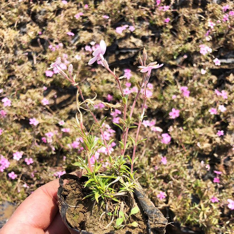 mdng花苗芝樱花苗丛生福禄考四季易种耐寒可盆栽地栽花期长花苗 6cm杯