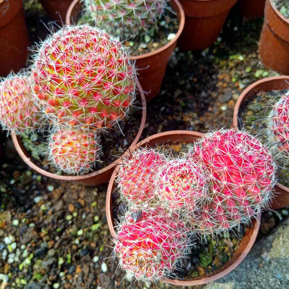 红娜丸仙人球红色稀有品种自根仙人掌类植物多肉花卉小盆栽 红娜丸带