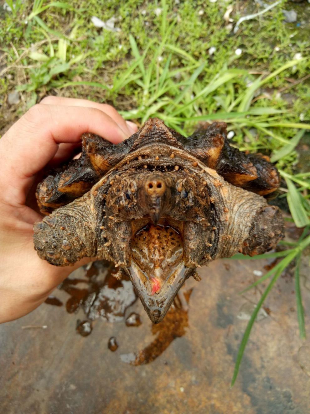 大鳄龟苗活体大乌龟小鳄龟活物钓鱼龟观赏龟宠物龟佛鳄暴刺大小杂