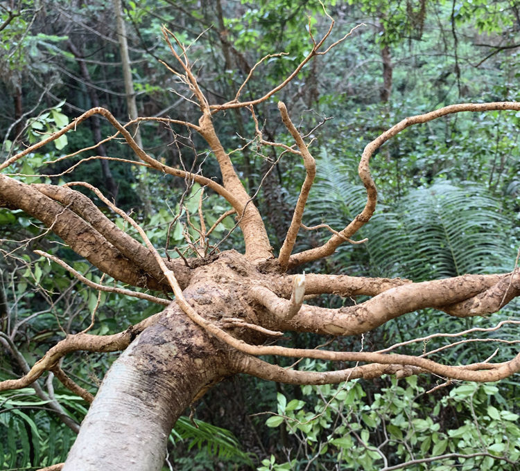 栀子根 纯根 黄栀子根黄果根黄枝子根山栀根桅子根 500克干品 (纯根)