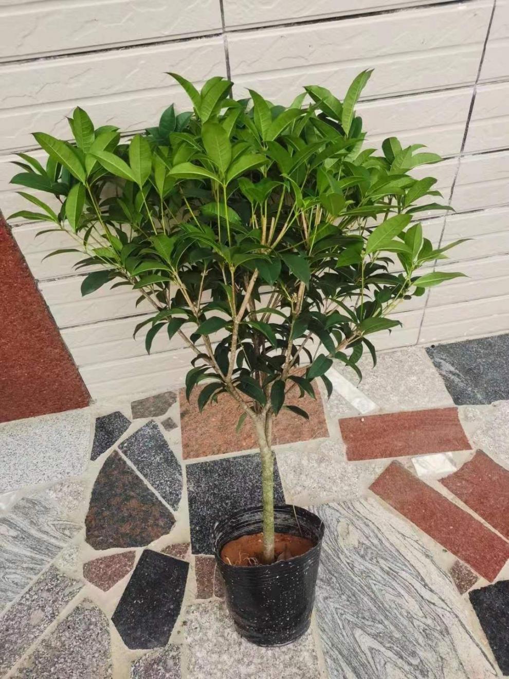 桂花树苗盆栽植物室内外花卉四季开花好养易活阳台小绿植盆景月桂精品
