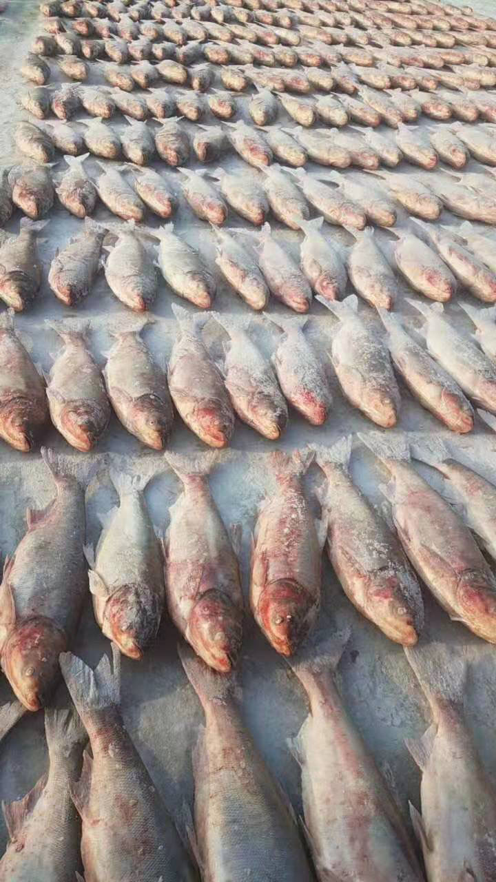 東北胖頭湖魚淡水魚胖頭魚特大胖頭魚禮盒包裝56斤正宗冬捕胖頭魚