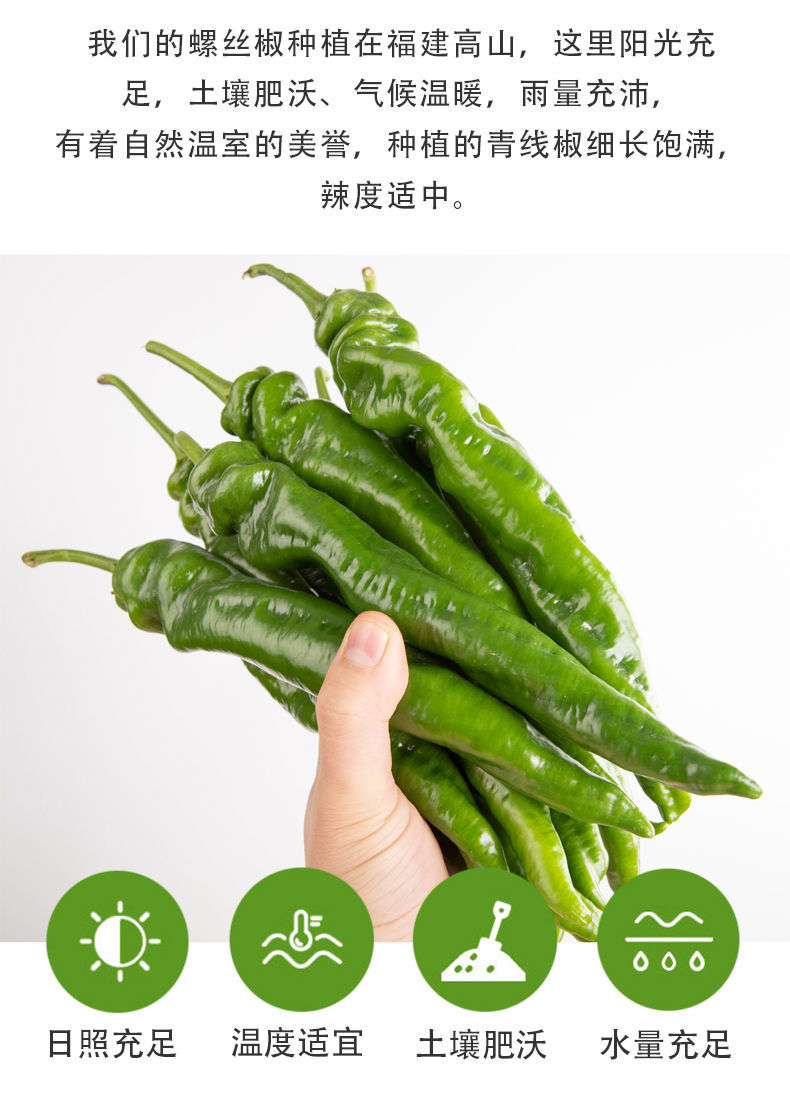 螺丝椒新鲜5斤隆椒薄皮青辣椒3斤尖椒中辣现摘蔬菜