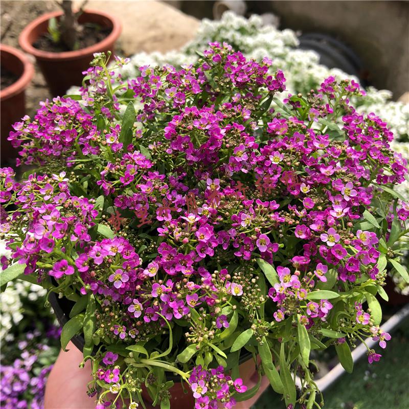 科罗娜大花石竹红色白边 原盆原土【图片 价格 品牌 报价】-京东