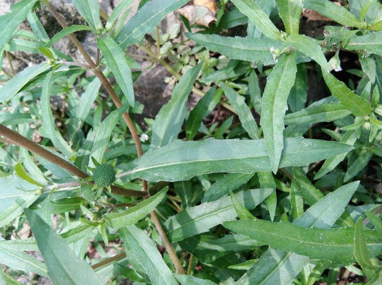 亏本卖啦野生旱莲草墨旱莲新鲜干货旱莲草伊梵麦旱莲1000克女贞子1000