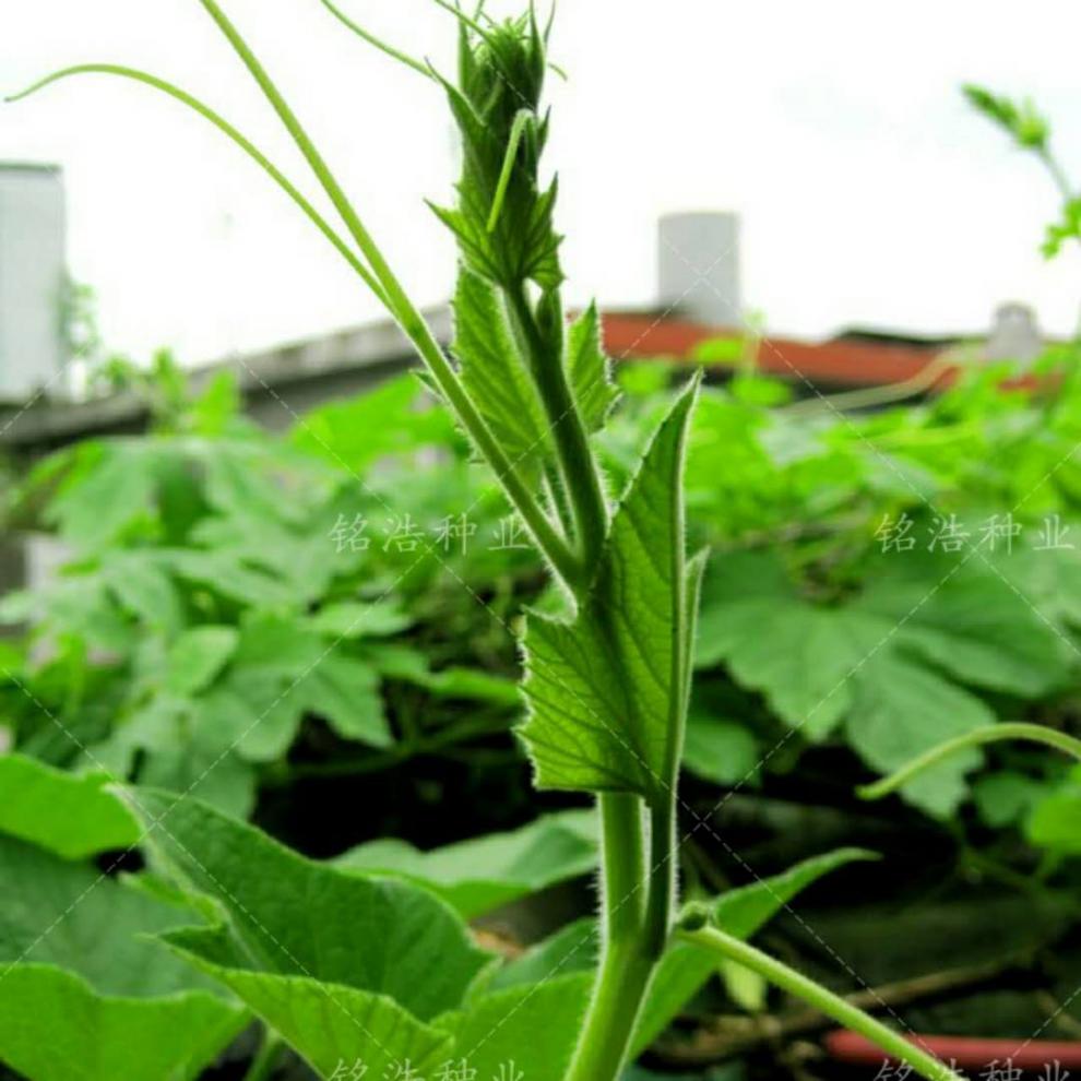 长棒短棒瓠子瓜种子蒲瓜葫芦瓜菜种籽春夏秋四季播种早熟耐热农家 长