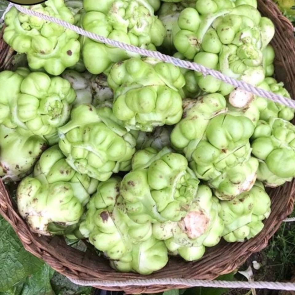 四川榨菜头新鲜蔬菜羊角菜10斤农家自种新鲜青菜头菱角菜1斤现发 新鲜