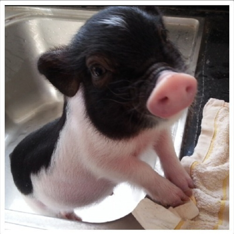 店铺推荐宠物猪长不大宠物猪小香猪活体泰国迷你猪小香猪活宠物幼崽