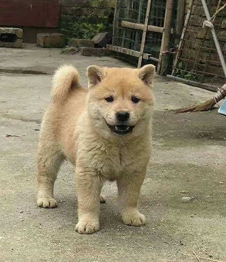 麥基樂 純種柴犬黃狗白麵五黑虎斑四眼土松趕山狗狗幼犬活體 母 黃色