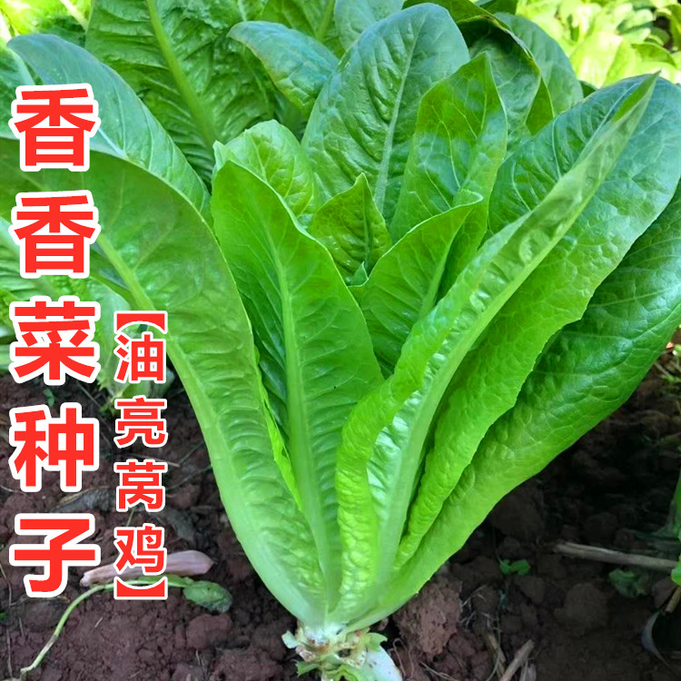 香香菜莴苣种子莴鸡窝麻叶菜似油麦生菜青菜四川春夏秋季蔬菜籽孑香