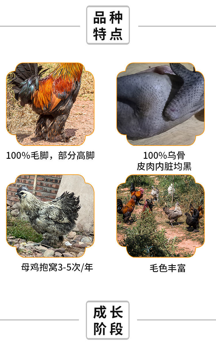 大种毛脚鸡苗批发活体土鸡乌骨鸡苗鸡仔红毛公鸡高脚鸡半大鸡青年鸡 1