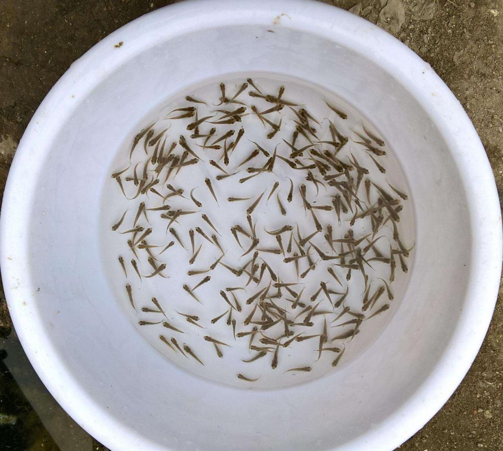 食蚊鱼活体饲料鱼麦穗鱼黑壳虾鳄龟鱼粮小杂鱼泥鳅苗练手鱼苗 饲料鱼2