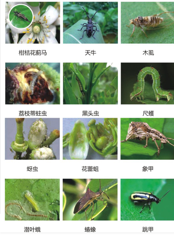 22噻虫嗪高氯氟农药杀虫剂菜青虫果树通用地下害虫白粉虱蓟马药20g5瓶