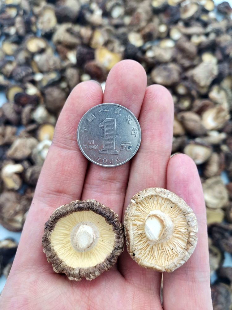 小香菇特小干货批发袖珍迷你小香菇仔肉厚野生新货袖珍金钱香菇仔批发