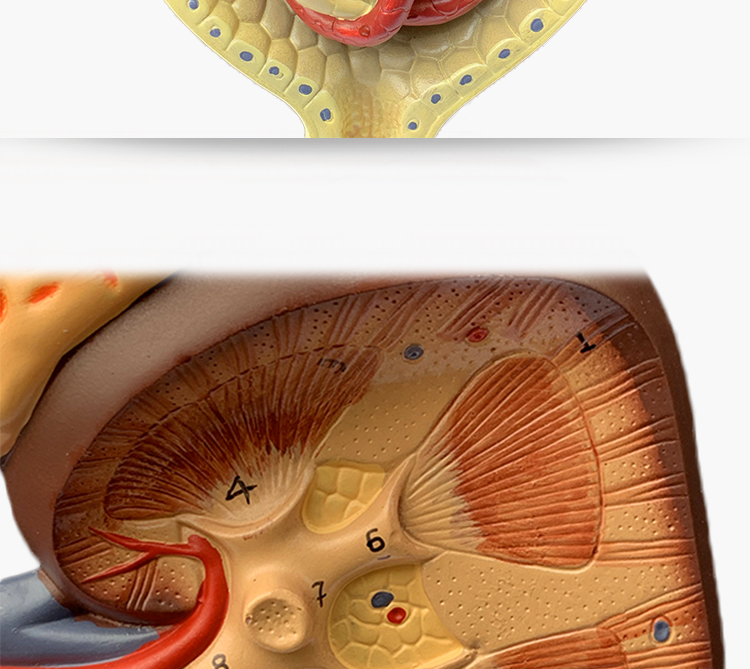 肾小体模型图图片
