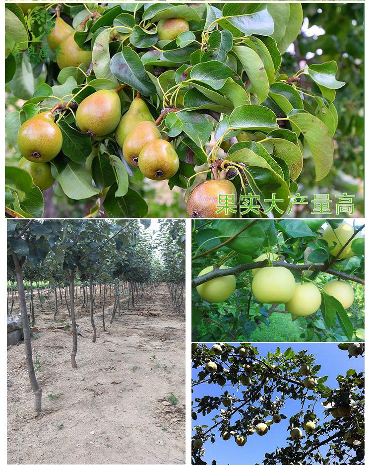 hqc四季梨树苗南方北方种植当年结果室外地栽金珠果脆冠梨树苗南国梨2