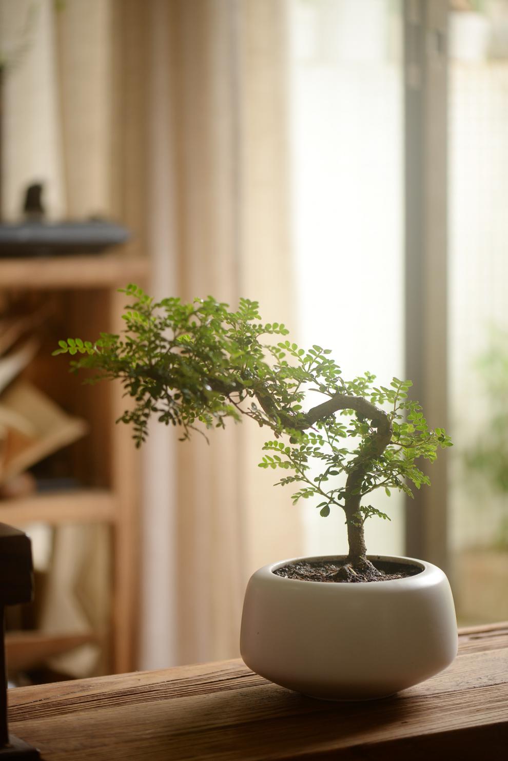 香氏胡椒木盆栽带盆种好驱蚊植物文房茶桌书房绿植提根造型盆景gzwm05