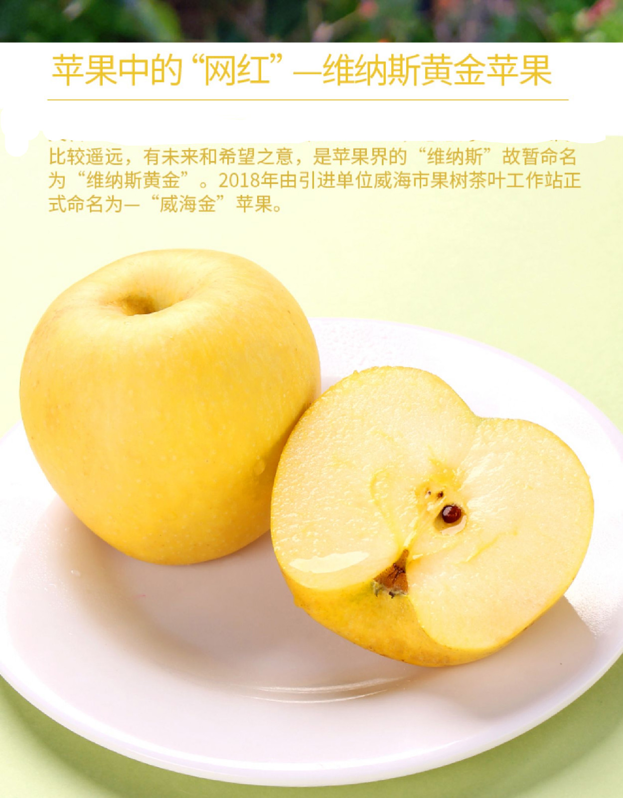 维也纳黄金苹果黄元帅精选奶油富士有果锈丑苹果5w 5斤 85mm(含)-90mm