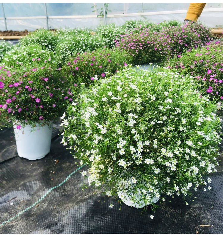 soumiety满天星盆栽鲜花绿植物婚纱满天星室内盆栽易活花卉好养四季原