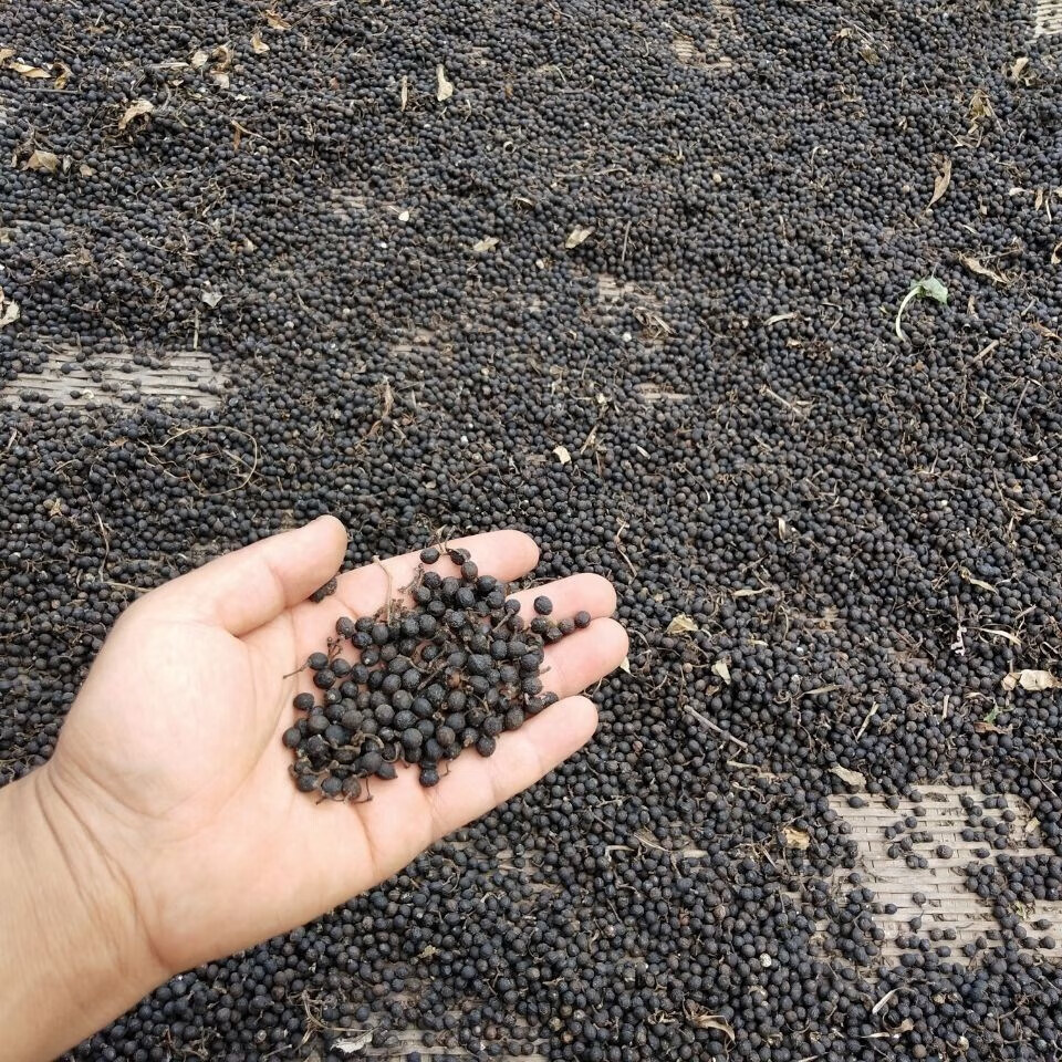 云南木姜子干山胡椒山苍木江子农土特产下饭菜晾晒香调料 2500g【图片