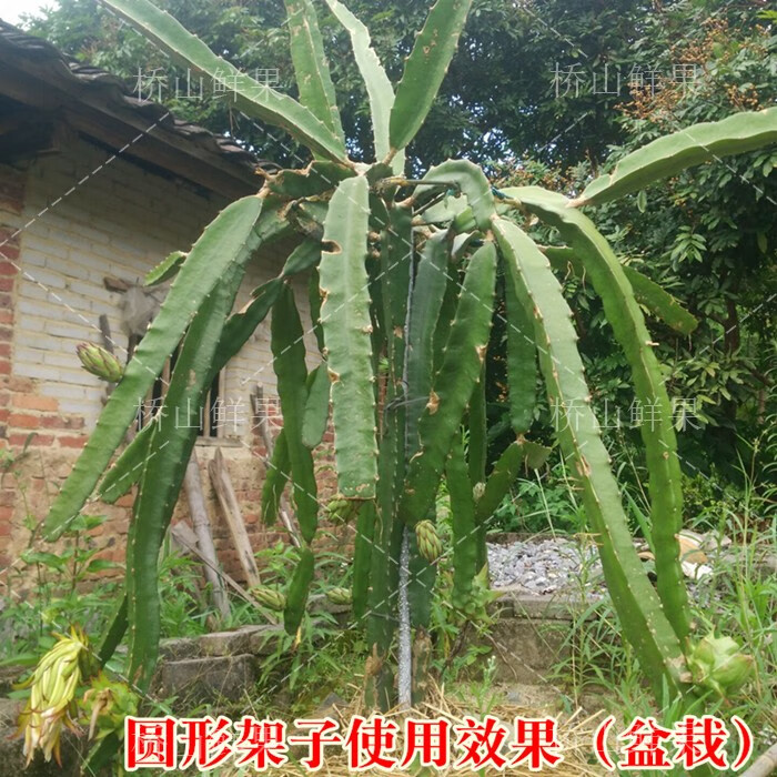 火龙果支架不锈钢种植专用架支撑架子花架盆栽地栽火龙果苗顶圈加厚