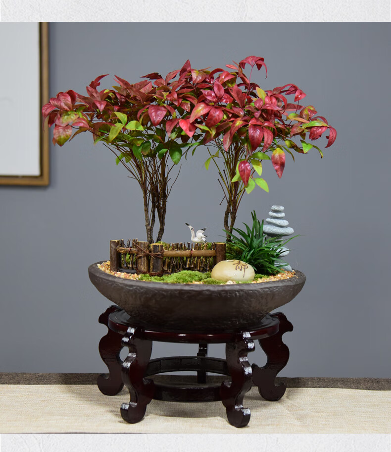 园艺火焰南天竹盆栽庭院阳台盆景室内植物四季观叶红叶绿植净化空气