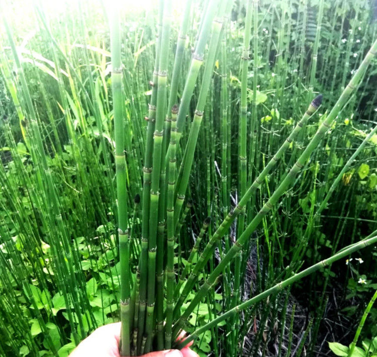 有仁堂木贼草节节草笔筒草接骨草无心草笔管草笔杆草纯干鲜云南药材